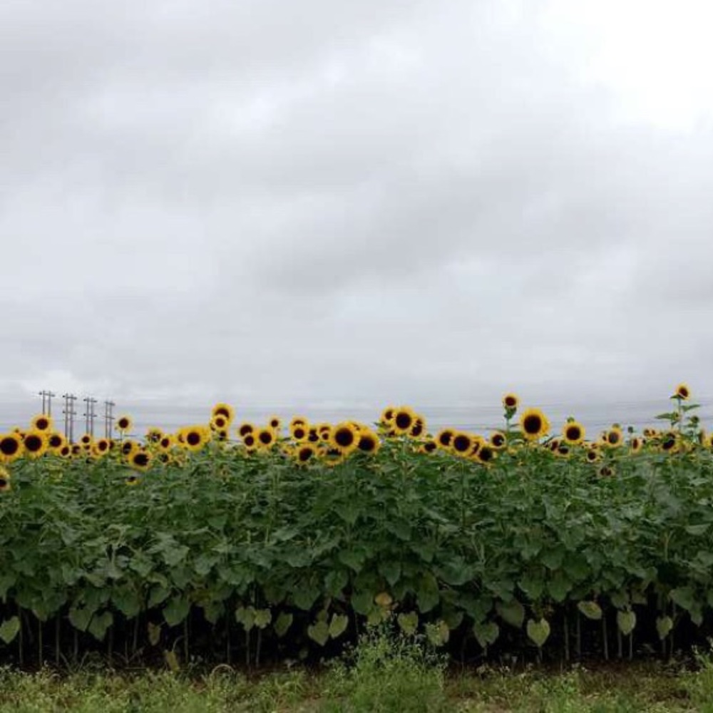 Meet your Posher, Liz